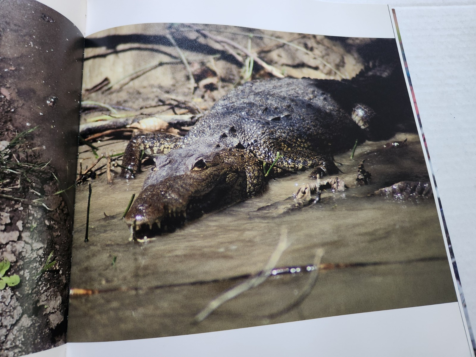 Skin of the Rainforest: Ecosystems in Campeche Mexico Pictorial Science Travel