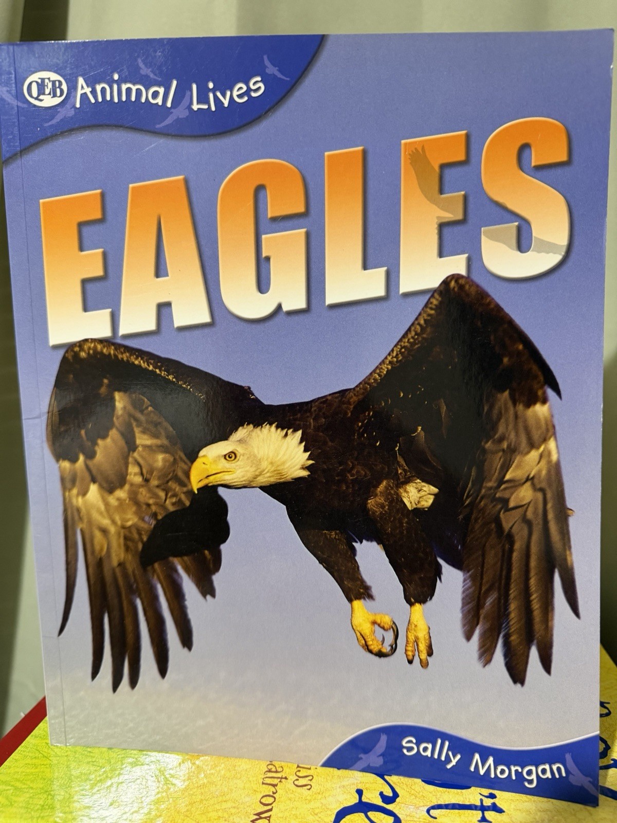 Sally Morgan Eagles, Animal Lives Trade Paperback QEB Publishing Picture Book