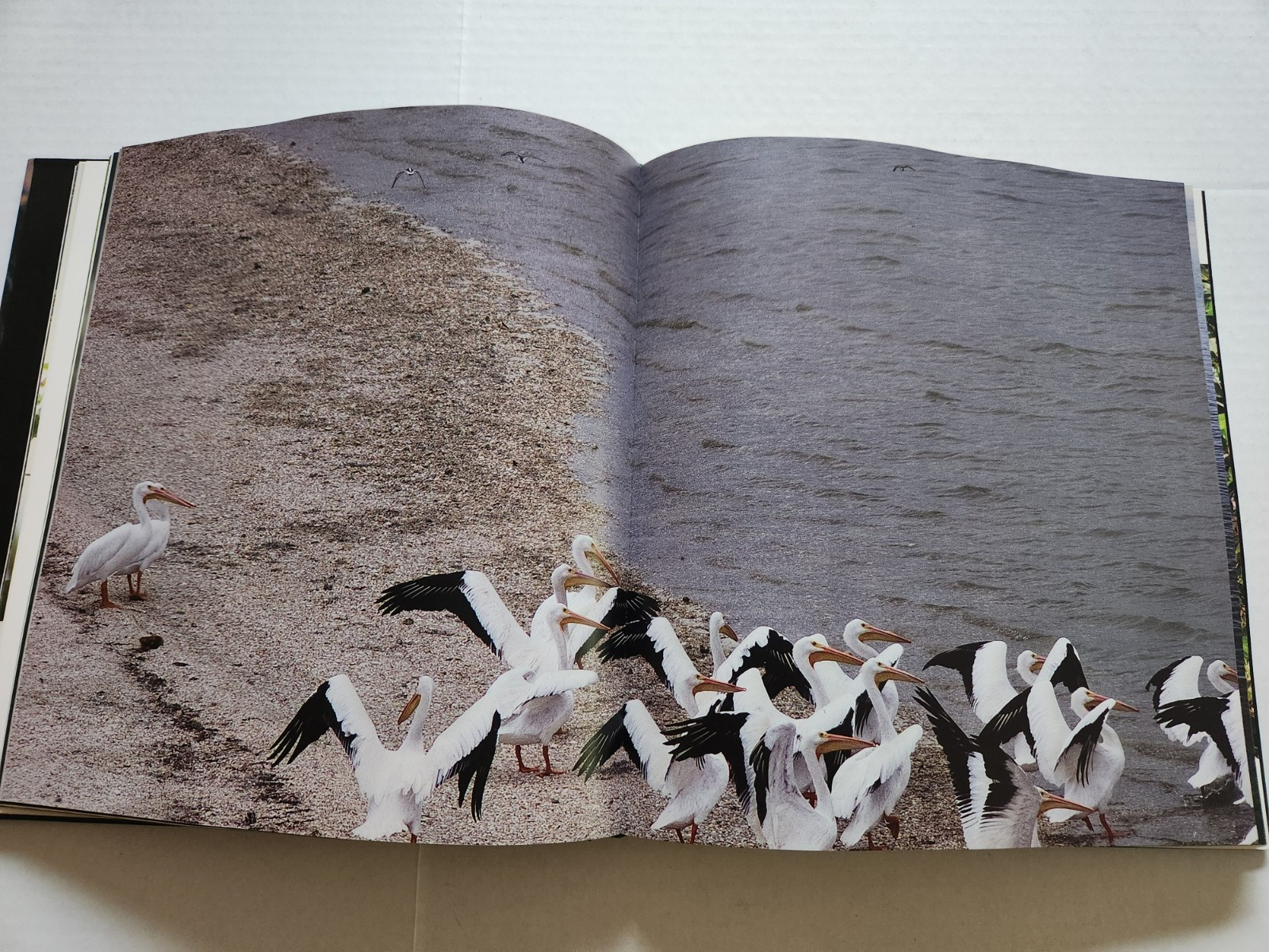 Skin of the Rainforest: Ecosystems in Campeche Mexico Pictorial Science Travel