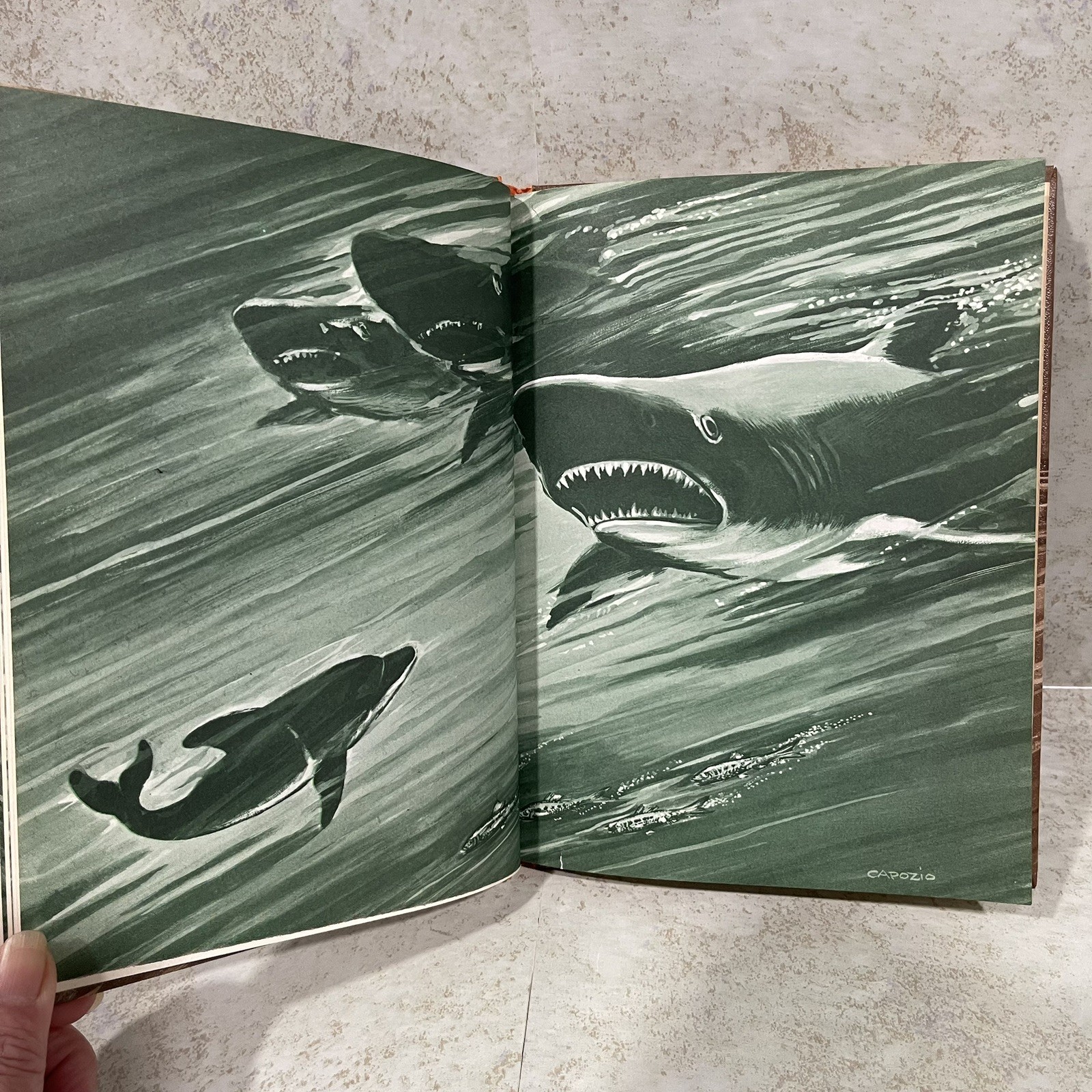 Lot of 3 California State Series Wildlife Adventure Books Hardcover 1969