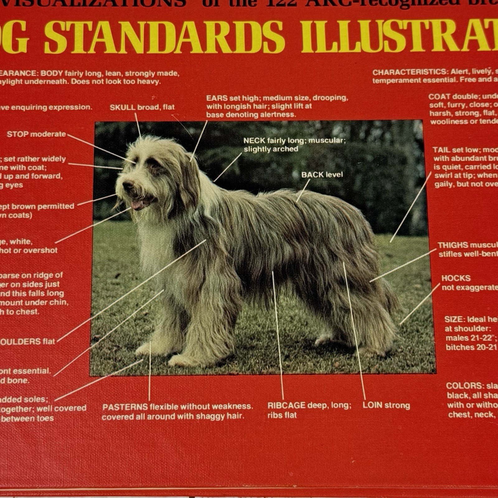 DOGS STANDARDS ILLUSTRATED Visualizations of AKC Recognized Breeds 1977 HB Book